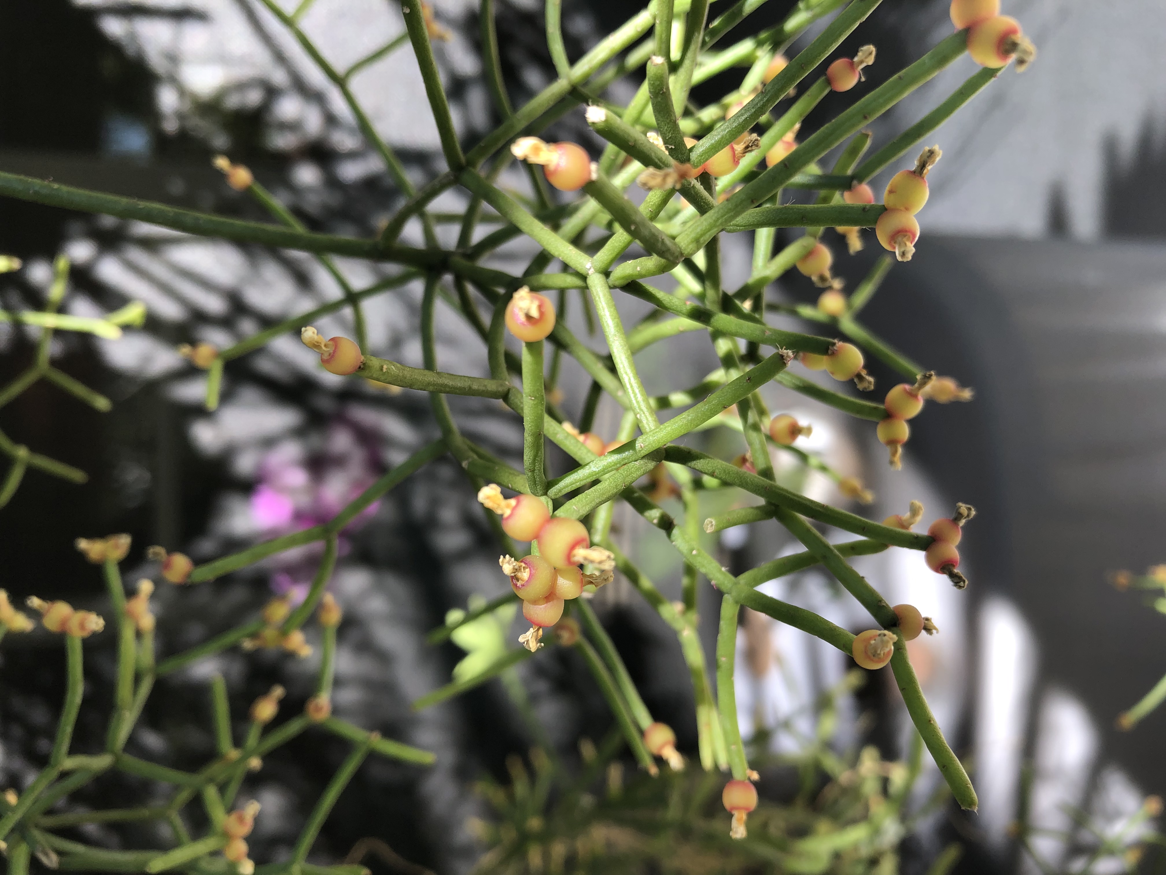 http://www.cloudjungle.com/cloudjungle/cactaceae/rhipsalis/rhipsalis noid6 berries.jpeg